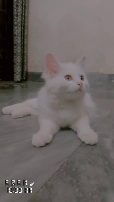 PERSIAN CAT FOR SALE