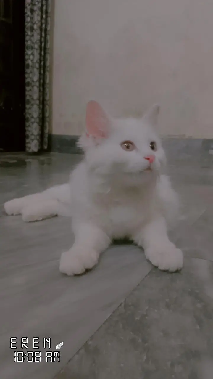 PERSIAN CAT FOR SALE