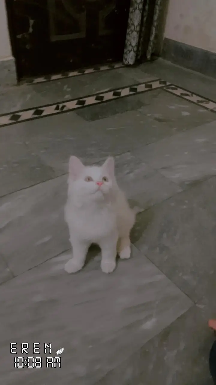 PERSIAN CAT FOR SALE — photo 2