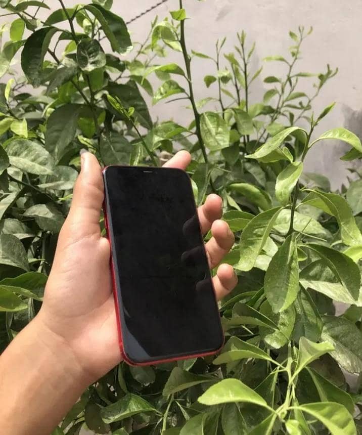 Apple iPhone 11 1