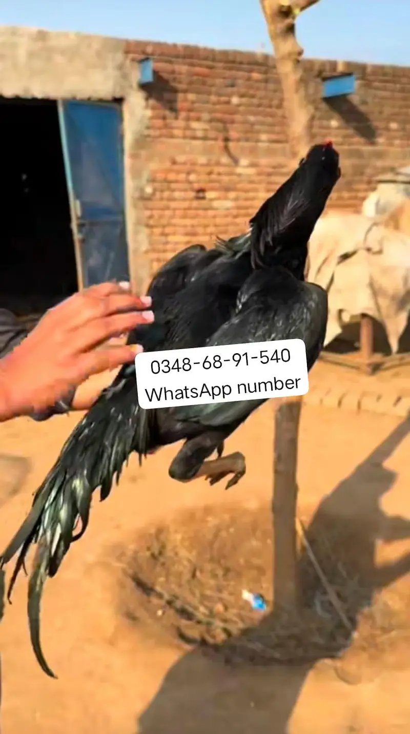 breed aseel heera my hamen shauk Nahin hai murgo ka sel karna
