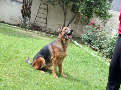 GERMAN SHEPHERD BREEDER FEMALE FOR SALE.