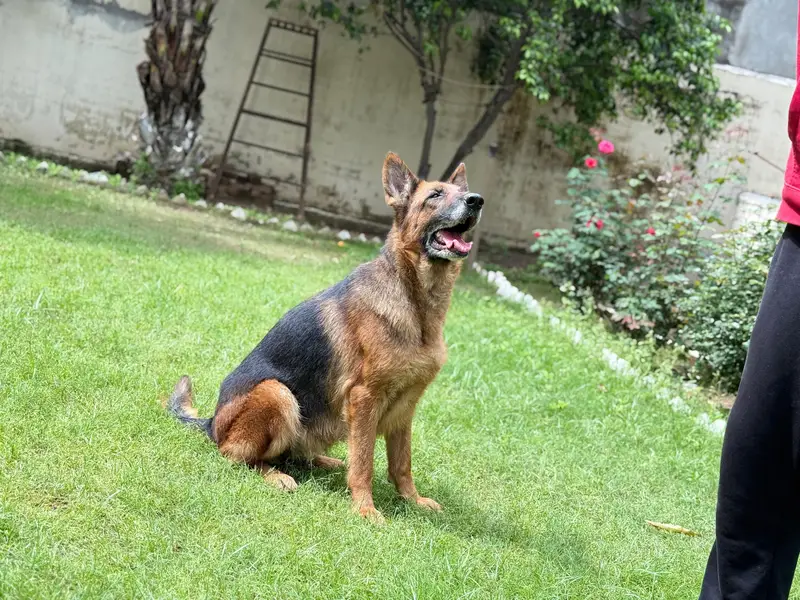 GERMAN SHEPHERD BREEDER FEMALE FOR SALE. — photo 2