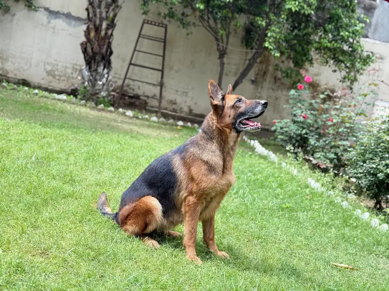 GERMAN SHEPHERD BREEDER FEMALE FOR SALE. — photo 3