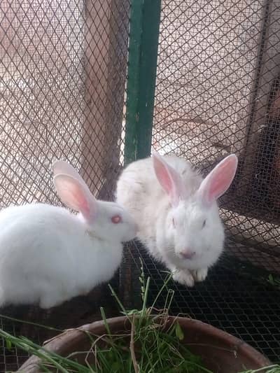 Rabbits