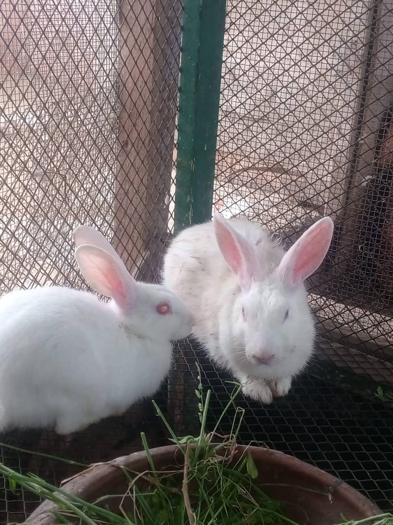 Rabbits 0