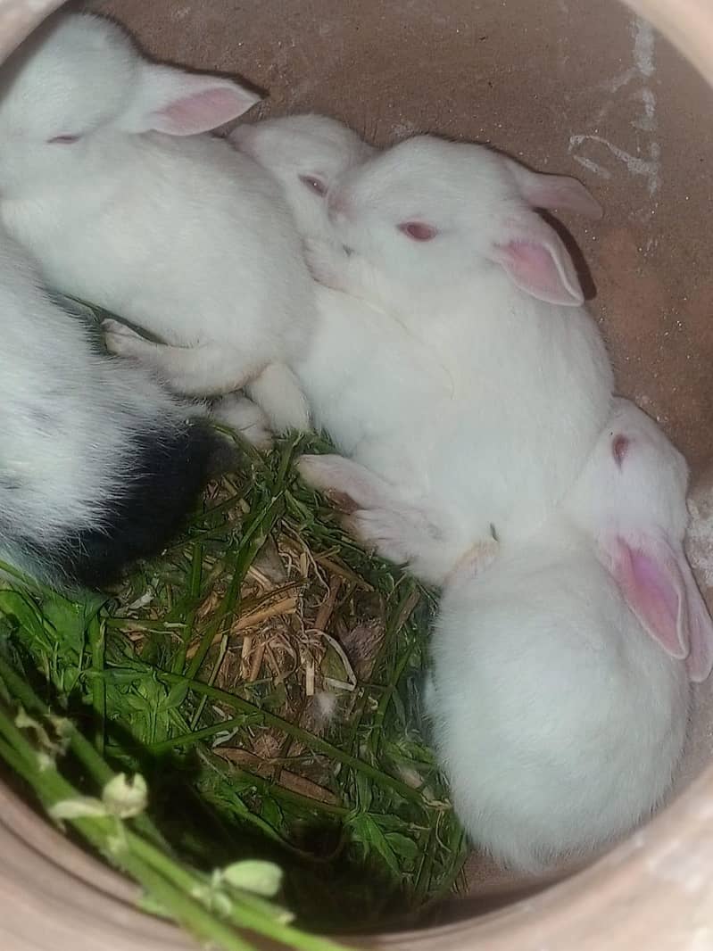 Rabbits 1