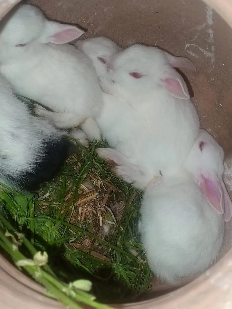 Rabbits — photo 2