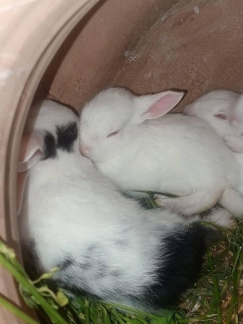 Rabbits 2