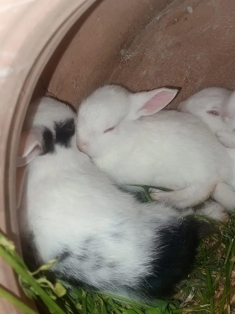 Rabbits — photo 3