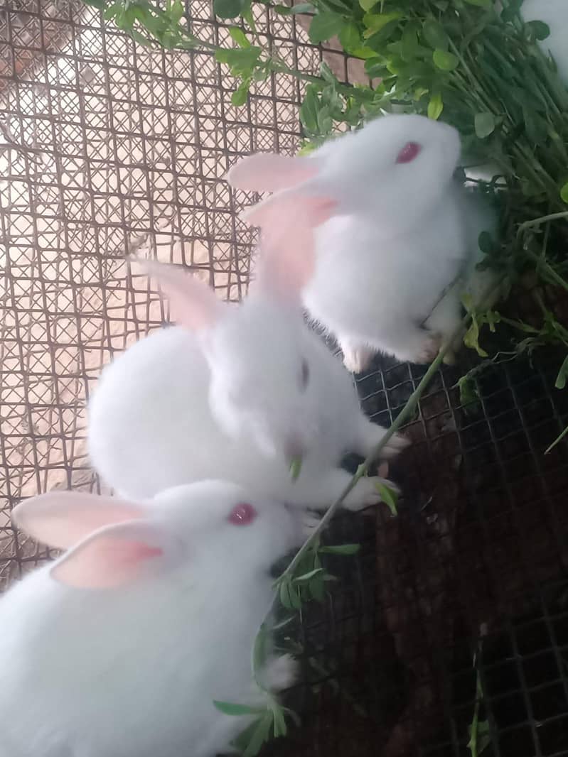 Rabbits 3