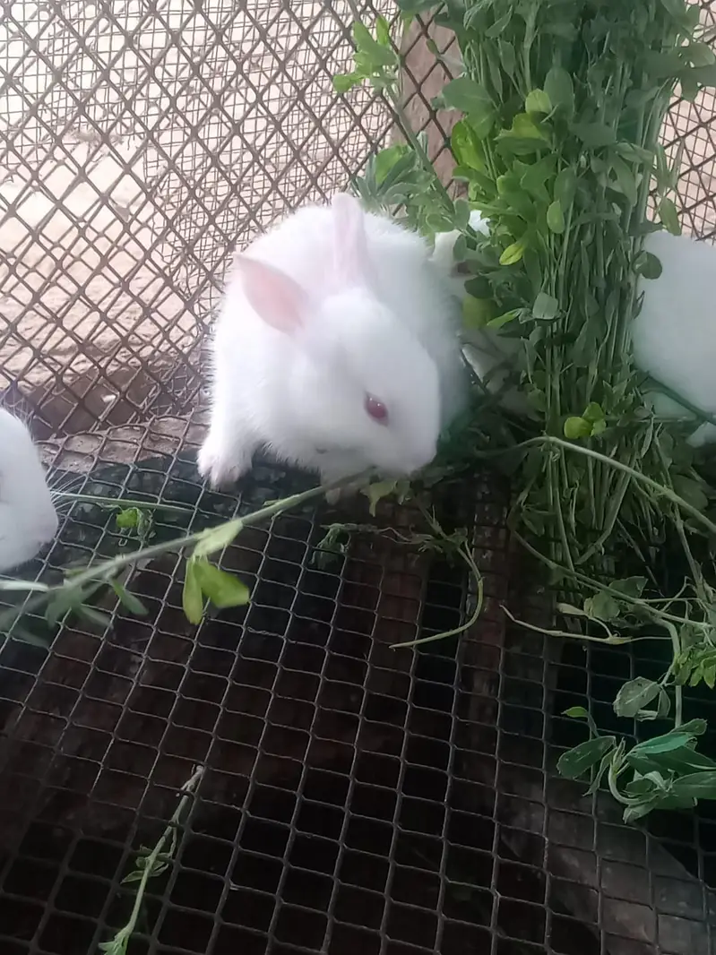 Rabbits — photo 5
