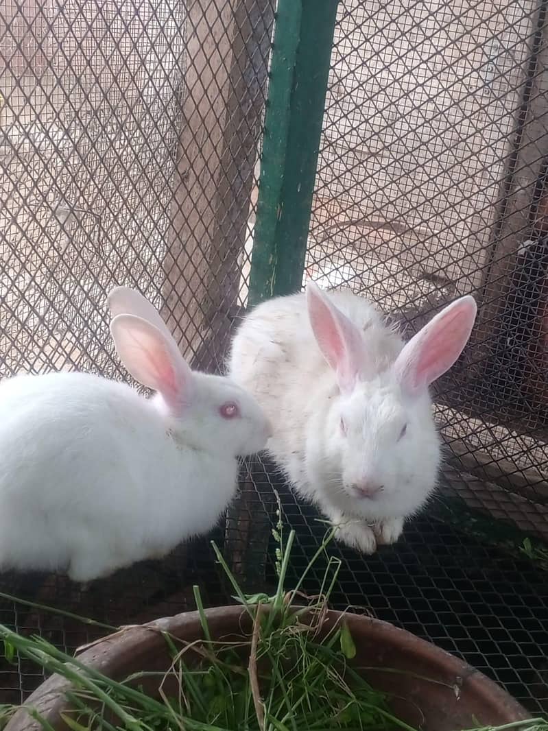 Rabbits 5