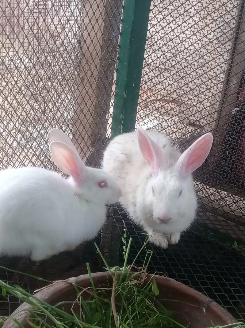 Rabbits — photo 6