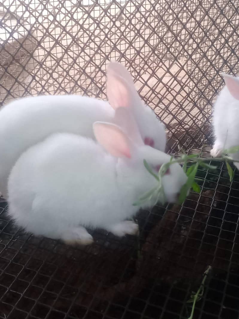 Rabbits 6
