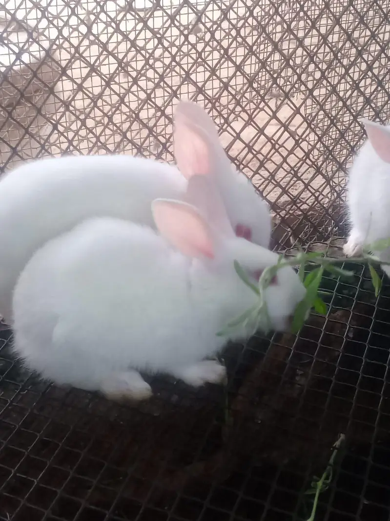 Rabbits — photo 7