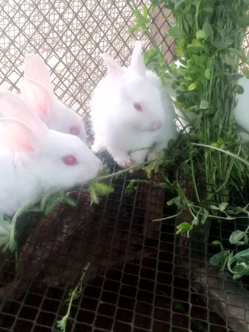 Rabbits — photo 8