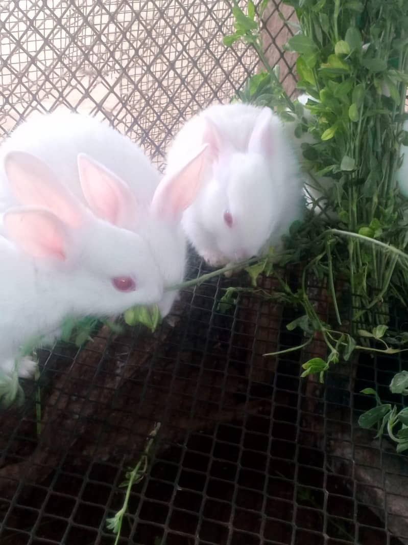 Rabbits 8