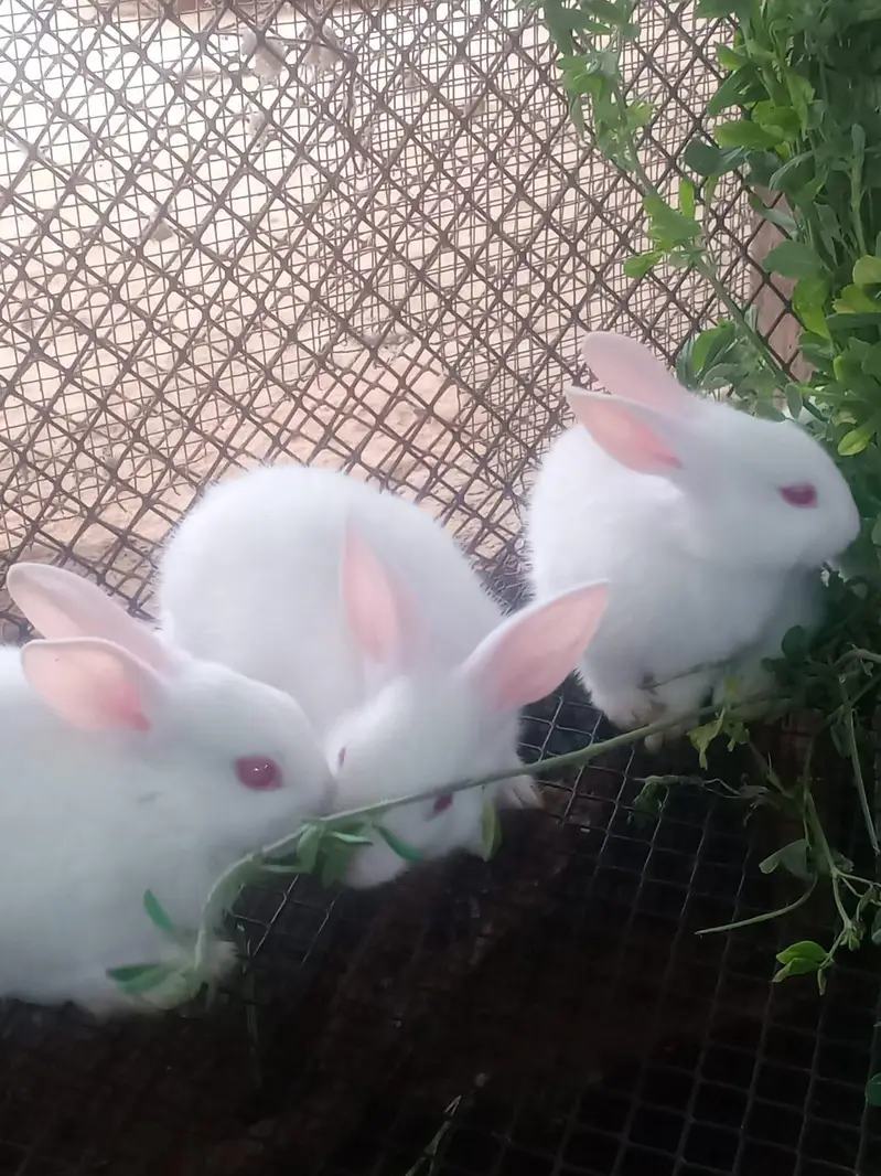 Rabbits — photo 10