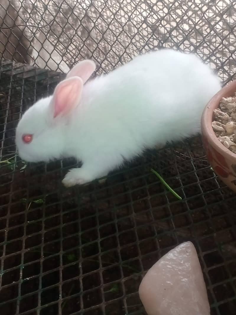Rabbits 10