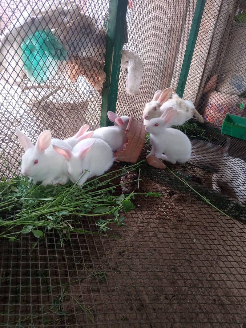 Rabbits 12