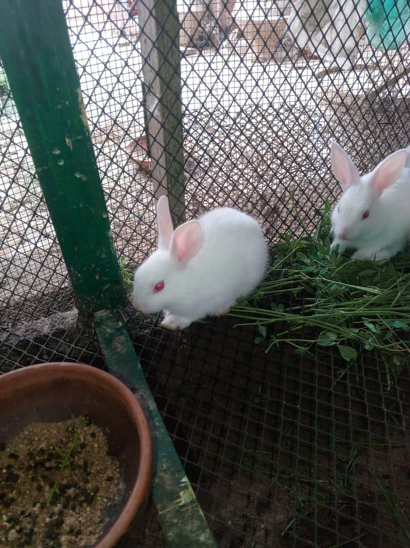 Rabbits 13