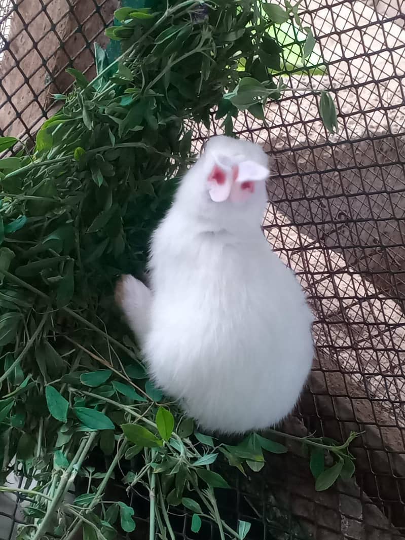 Rabbits 14