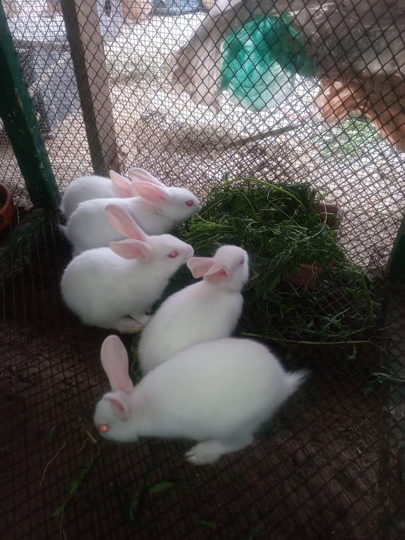 Rabbits 15