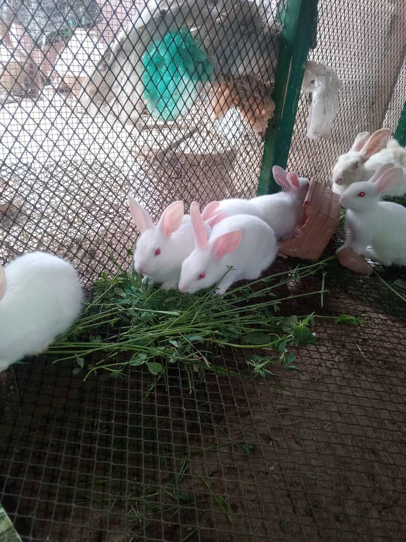 Rabbits 16