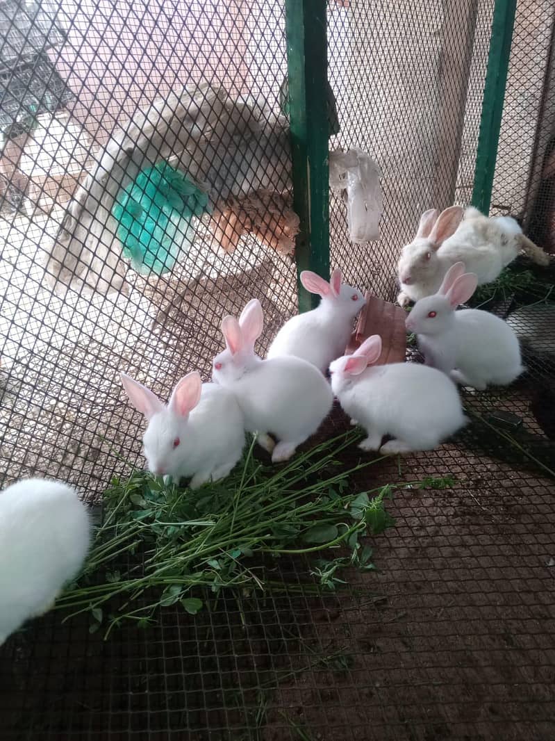 Rabbits 17