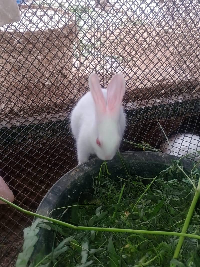 Rabbits 18