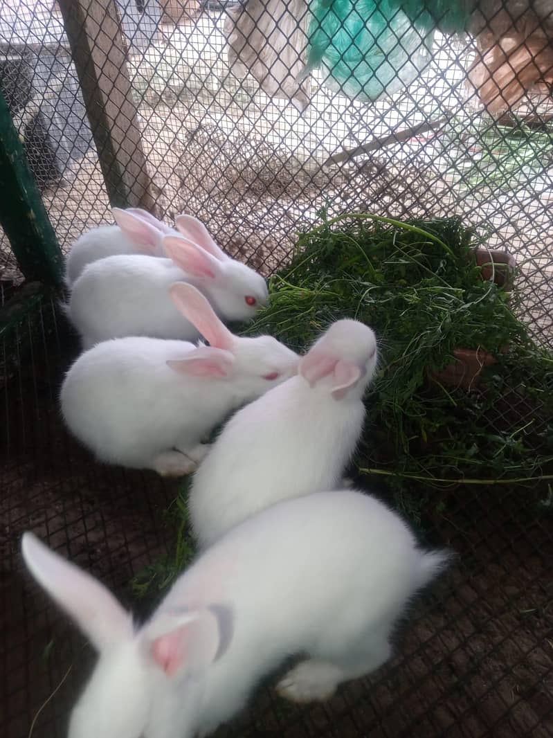 Rabbits 19