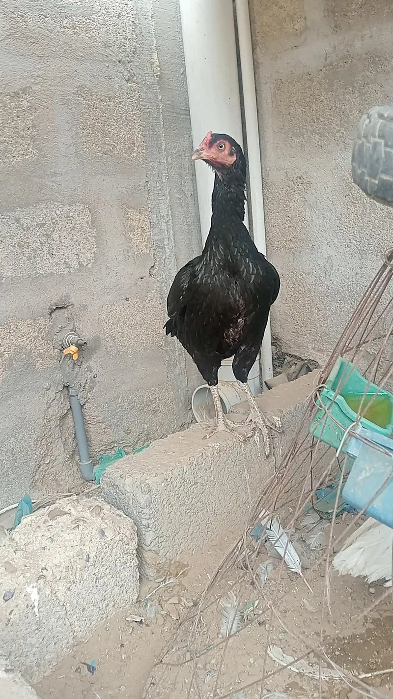 bilak moska