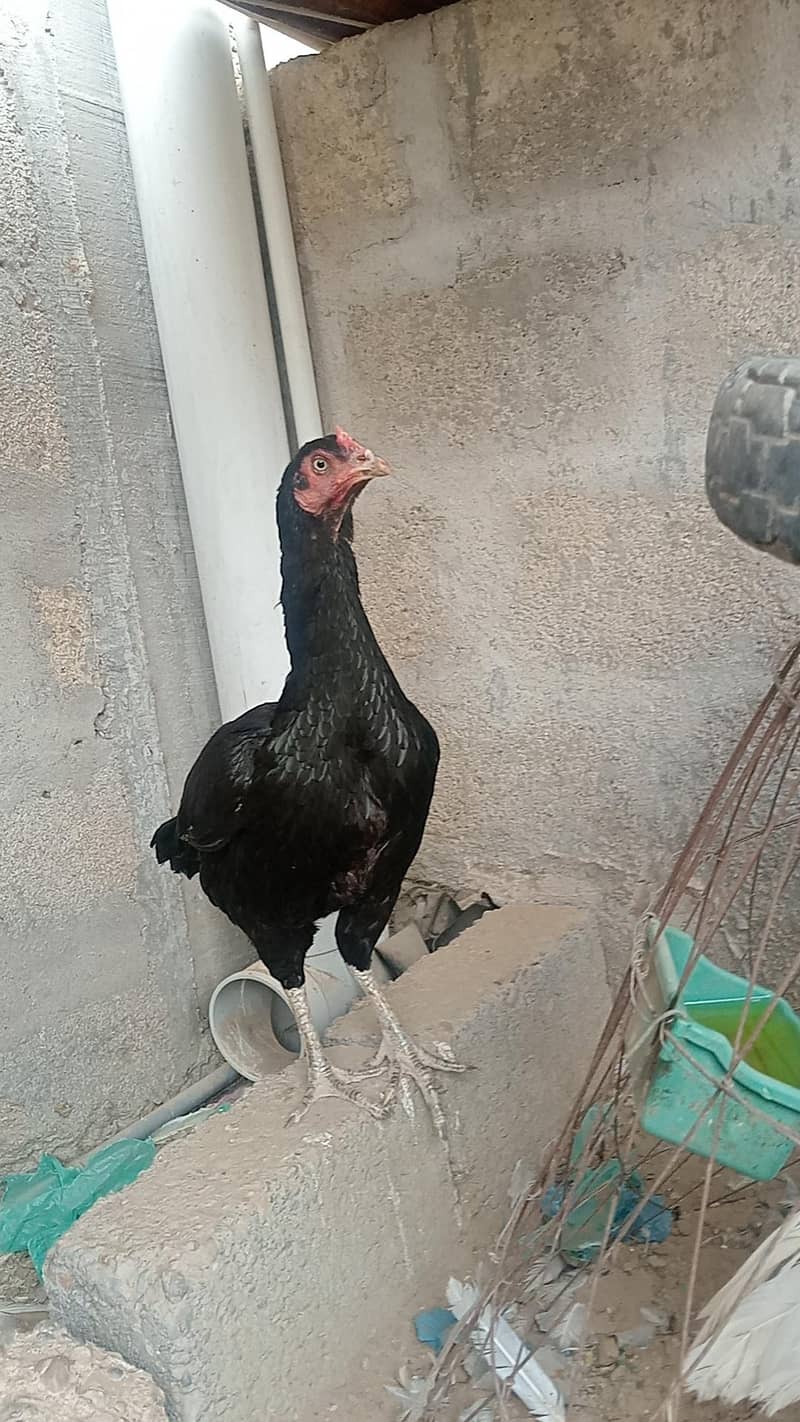 bilak moska 7