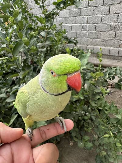 Parrot