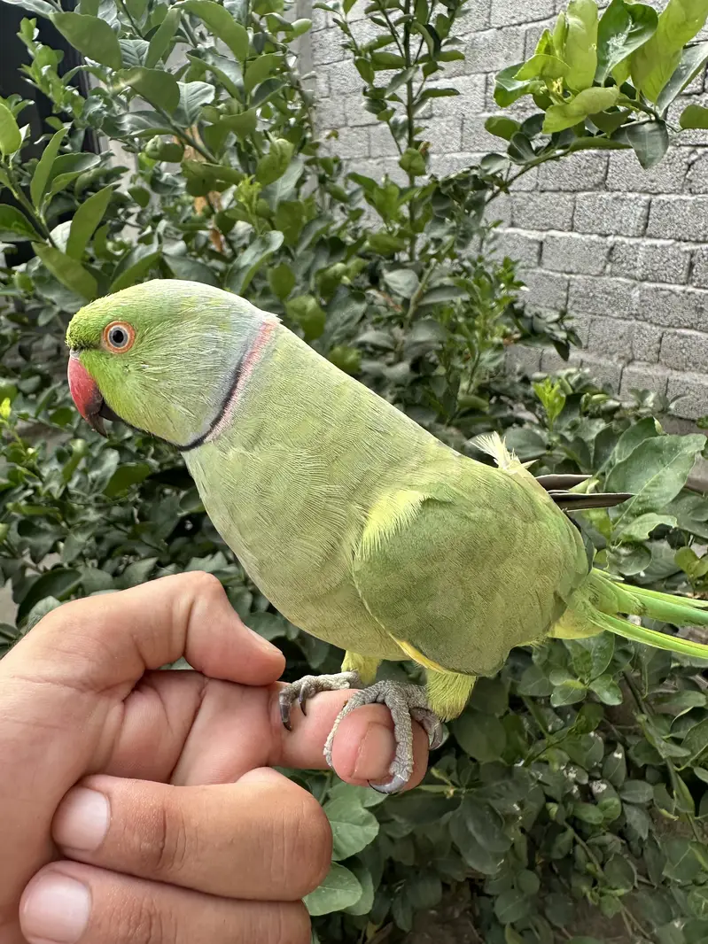 Parrot — photo 2