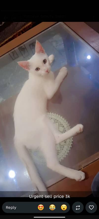 name:KOKO