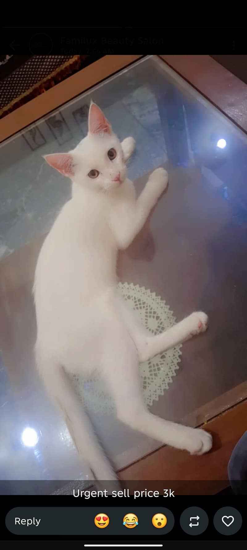 name:KOKO 0