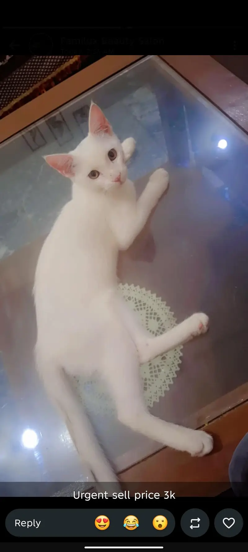 name:KOKO