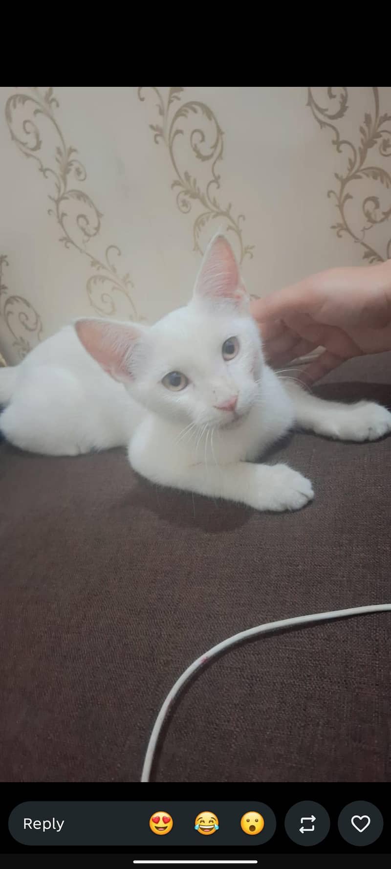 name:KOKO 1