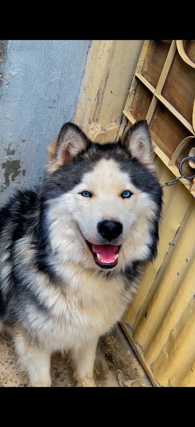 Alaskan husky