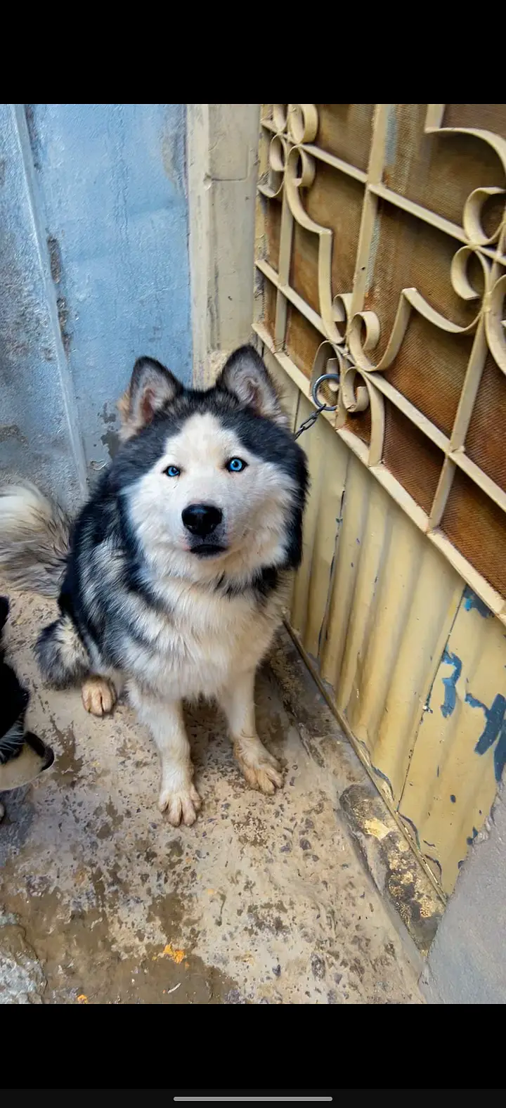 Alaskan husky — photo 2