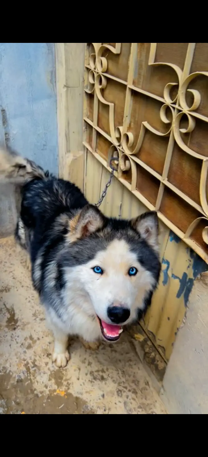 Alaskan husky — photo 3