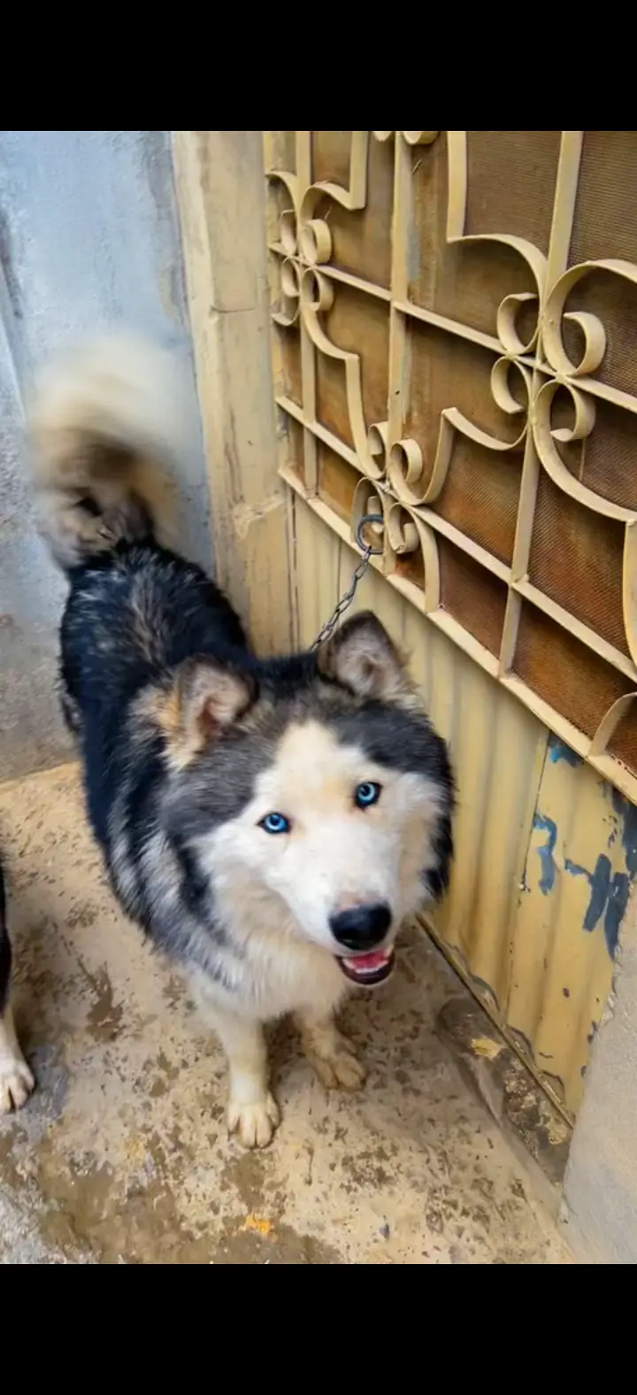 Alaskan husky — photo 4