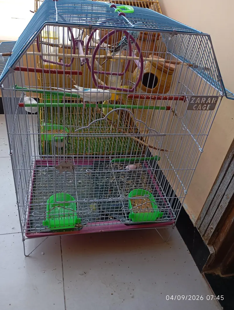 8 Red Eyes Budgies with 2 Cages with All Accessories for Sale