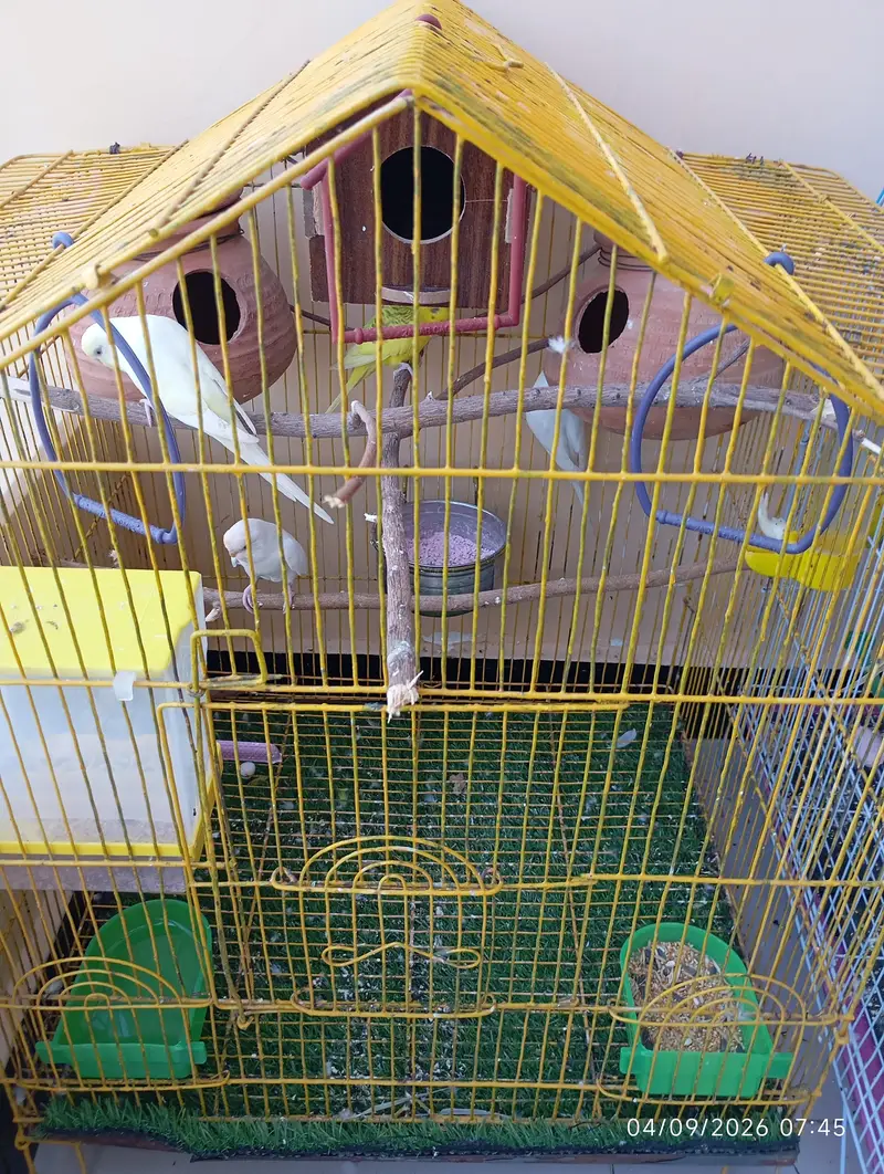 8 Red Eyes Budgies with 2 Cages with All Accessories for Sale — photo 2