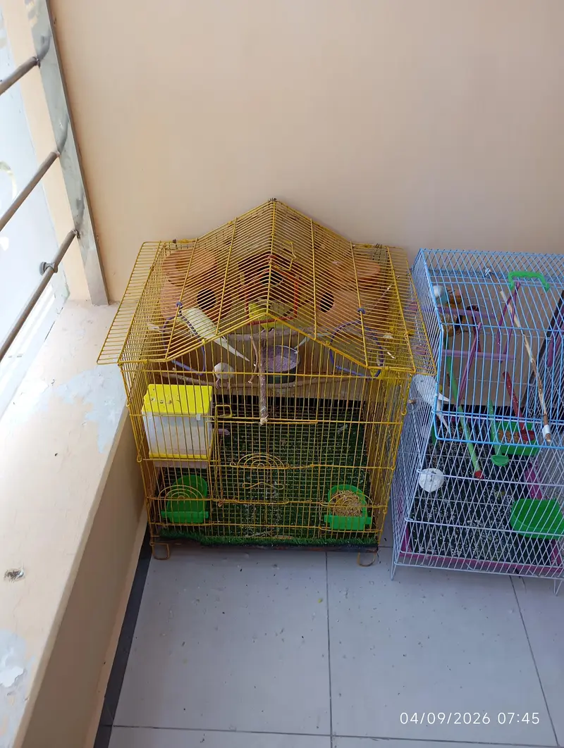 8 Red Eyes Budgies with 2 Cages with All Accessories for Sale — photo 3