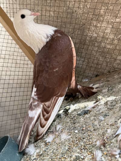 Karbalai male
