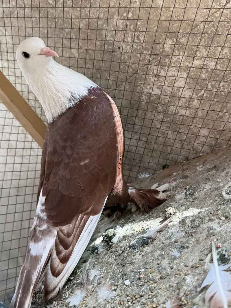 Karbalai male — photo 2