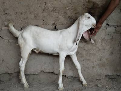 bakra for sale call me,03225280183